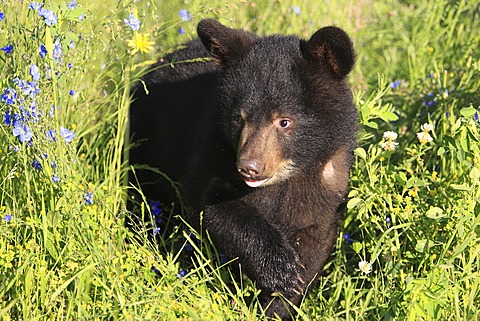 American Black Bear (Ursus americanus), cub, six months, Montana, USA, North America