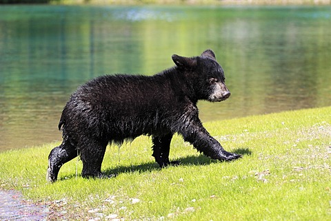 American Black Bear (Ursus americanus), cub, six months, by the water, Montana, USA, North America