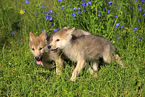 Wolves (Canis lupus), two pups, littermates, eight weeks, playing, Montana, USA, North America