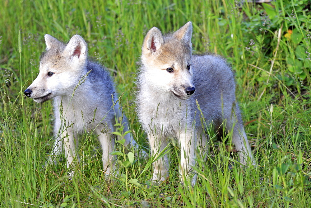 Gray Wolves (Canis lupus), pups, eight weeks, littermates, Montana, USA, North America