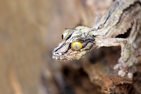 Mossy Leaf-tailed Gecko (Uroplatus sikorae), Madagascar, Africa