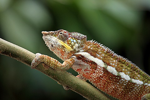 Globe-horned Chameleon (Calumma globifer), male, foraging, Madagascar, Africa