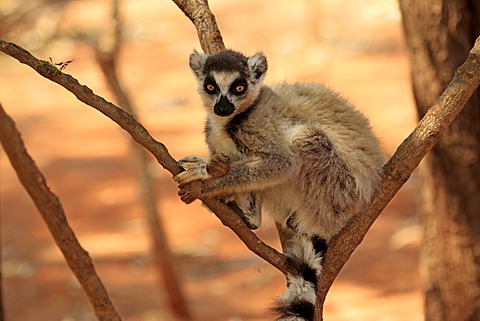 Ring-tailed Lemur (Lemur catta), Berenty Reserve, Madagascar, Africa