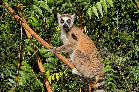 Ring-tailed Lemur (Lemur catta), adult in a tree, Berenty Reserve, Madagascar, Africa