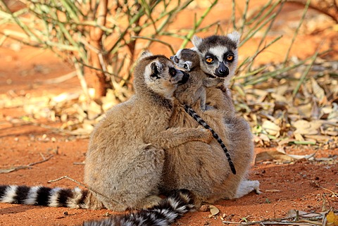 Ring-tailed Lemur (Lemur catta), mother with young, and a female adult, Berenty Reserve, Madagascar, Africa