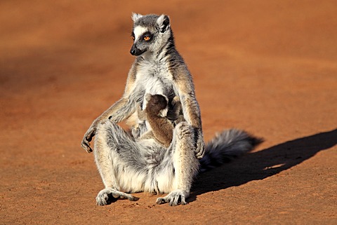 Ring-tailed Lemur (Lemur catta), mother with young, sunbathing, Berenty Reserve, Madagascar, Africa