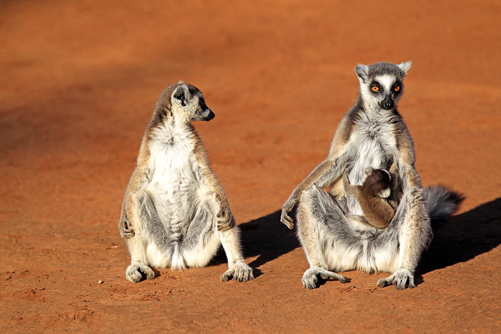 Ring-tailed Lemur (Lemur catta), mother with young, and a female adult, sunbathing, Berenty Reserve, Madagascar, Africa