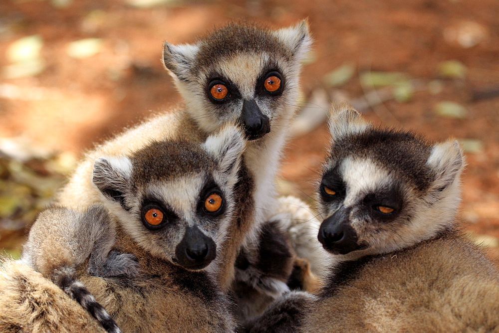 Ring-tailed Lemur (Lemur catta), adult, group, portrait, Berenty Reserve, Madagascar, Africa