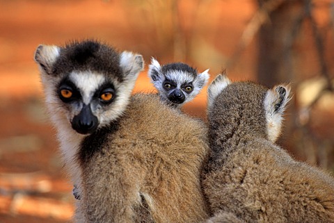 Ring-tailed Lemur (Lemur catta), mother with young, Berenty Reserve, Madagascar, Africa