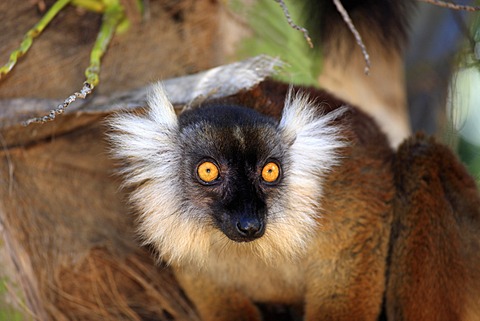 Black Lemur (Eulemur macaco), female, adult, portrait, Nosy Komba, Madagascar, Africa