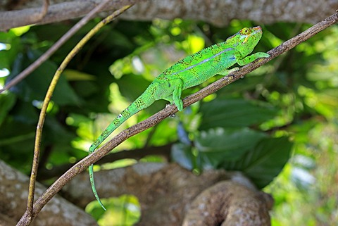 Panther Chameleon (Furcifer pardalis), male, foraging, Madagascar, Africa