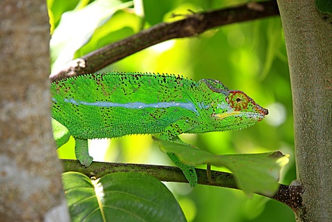 Panther Chameleon (Furcifer pardalis), male, foraging, Madagascar, Africa