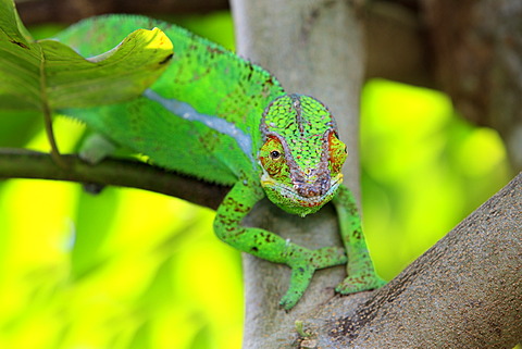 Panther Chameleon (Furcifer pardalis), male, foraging, Madagascar, Africa