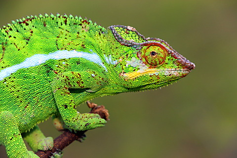 Panther Chameleon (Furcifer pardalis), male, Madagascar, Africa