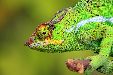 Panther Chameleon (Furcifer pardalis), male, portrait, Madagascar, Africa