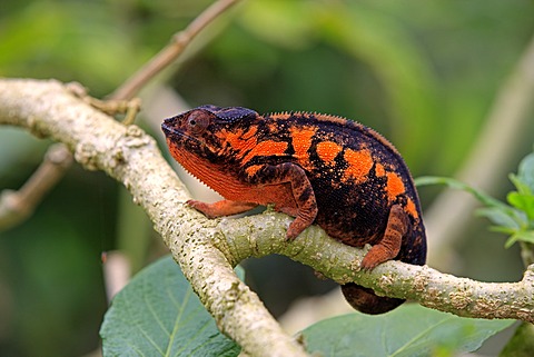 Panther Chameleon (Furcifer pardalis), female, foraging, Madagascar, Africa