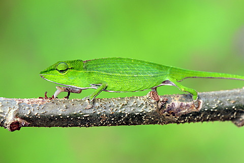 Short-nosed Chameleon (Calumma gastrotaenia), female, foraging, Perinet Reserve, Madagascar, Africa