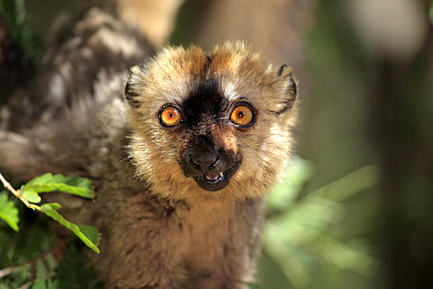 Red-fronted Lemur (Lemur fulvus rufus), adult, portrait, Berenty Reserve, Madagascar, Africa