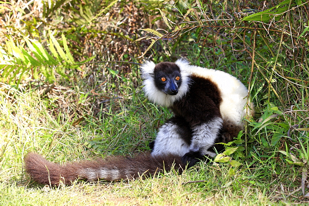 Black-and-white Ruffed Lemur (Varecia variegata), adult sitting on the ground, Madagascar, Africa