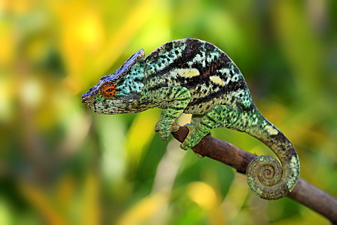 Parson's Chameleon (Calumma parsonii), male, Madagascar, Africa