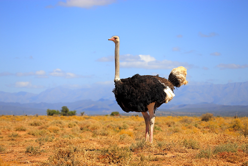 South African ostrich (Struthio camelus australis), adult, male, Oudtshoorn, Little Karoo, South Africa, Africa