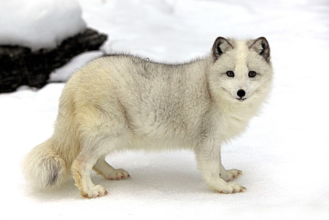 Arctic fox, white fox, polar fox or snow fox (Vulpes lagopus formerly Alopex lagopus), adult, foraging for food in the snow, Montana, North America, USA