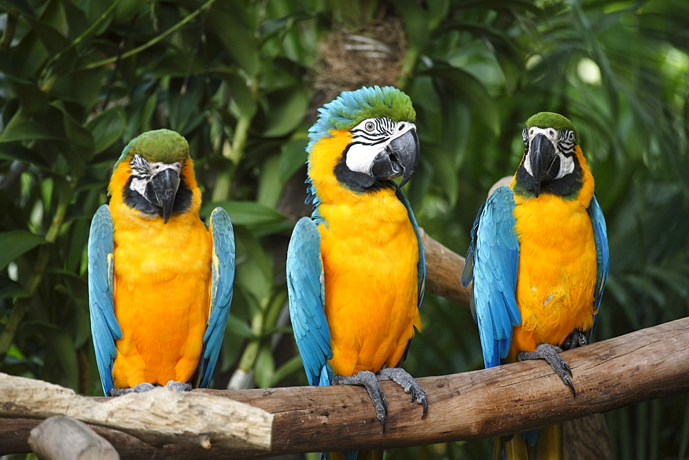 Three Blue-and-Yellow Macaws or Blue-and-Gold Macaws (Ara ararauna), adults, South America