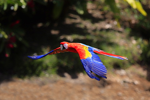 Scarlet Macaw (Ara macao), adult, flying past rainforest, Roatan, Honduras, Caribbean, Central America, Latin America