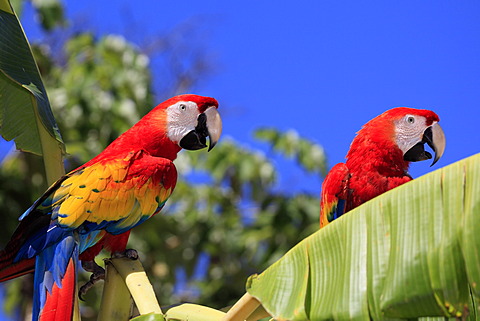 Scarlet Macaws (Ara macao), adult pair perched on a banana tree, Roatan, Honduras, Caribbean, Central America, Latin America