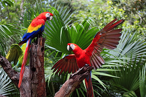 Scarlet Macaw (Ara macao), adult pair, Roatan, Honduras, Caribbean, Central America, Latin America