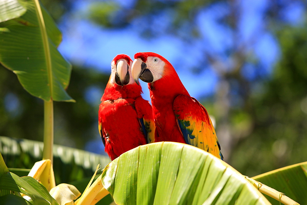 Scarlet Macaw (Ara macao), adult pair on a banana tree, Roatan, Honduras, Caribbean, Central America, Latin America