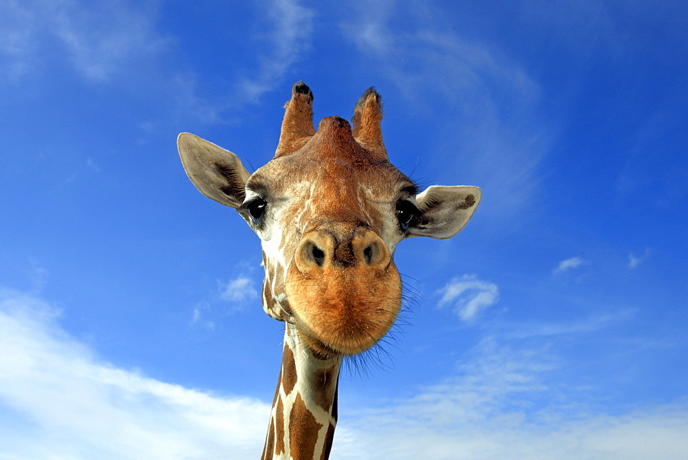 Reticulated Giraffe (Giraffa camelopardalis reticulata), adult, portrait, in captivity, Florida, USA