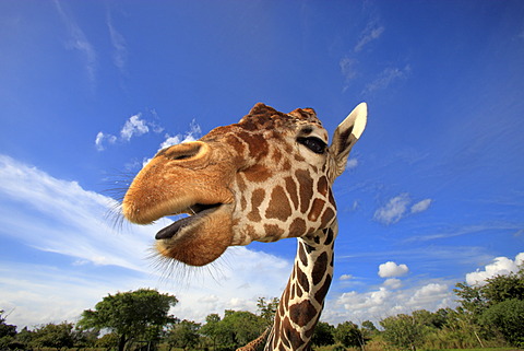 Reticulated Giraffe (Giraffa camelopardalis reticulata), adult, portrait, in captivity, Florida, USA