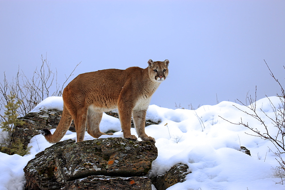 Cougar or Puma (Puma concolor, Felis concolor), adult, searching for food in the snow, Montana, USA