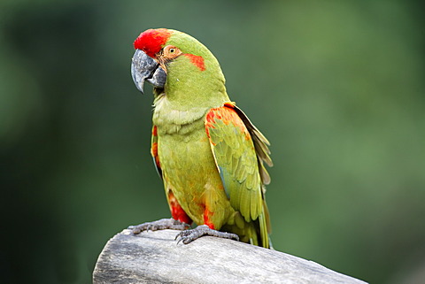 Red-fronted Macaw (Ara rubrogenys), adult, perched on tree, Florida, USA