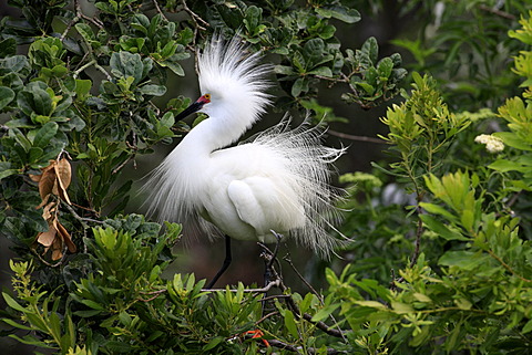 Snowy egret (Egretta thula), adult, on tree, breeding plumage, Florida, USA