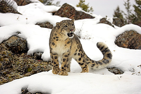 Snow leopard (Uncia uncia), adult, foraging, snow, captive, Montana, USA