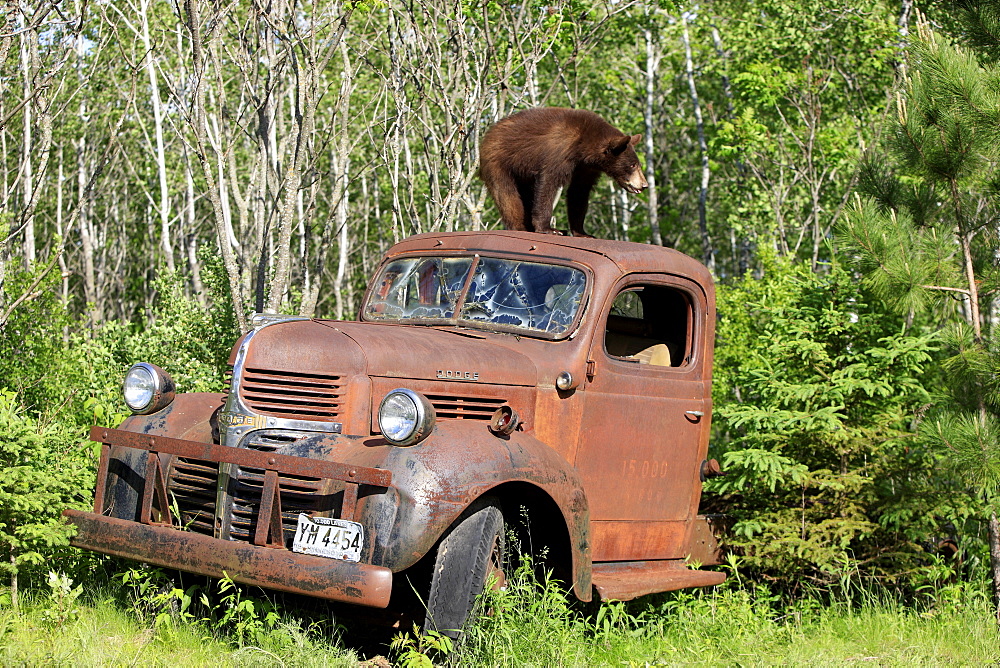 American black bear (Ursus americanus), cub on car roof, car wreck, Minnesota, USA