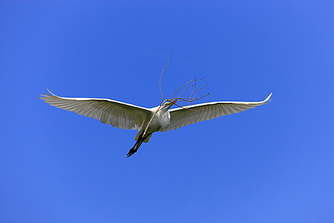 Great egret (Egretta alba), adult, in flight, with nesting material, blue sky, Florida, USA