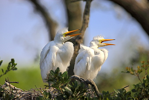 Great Egret (Egretta alba), juvenile birds on the nest, Florida, USA