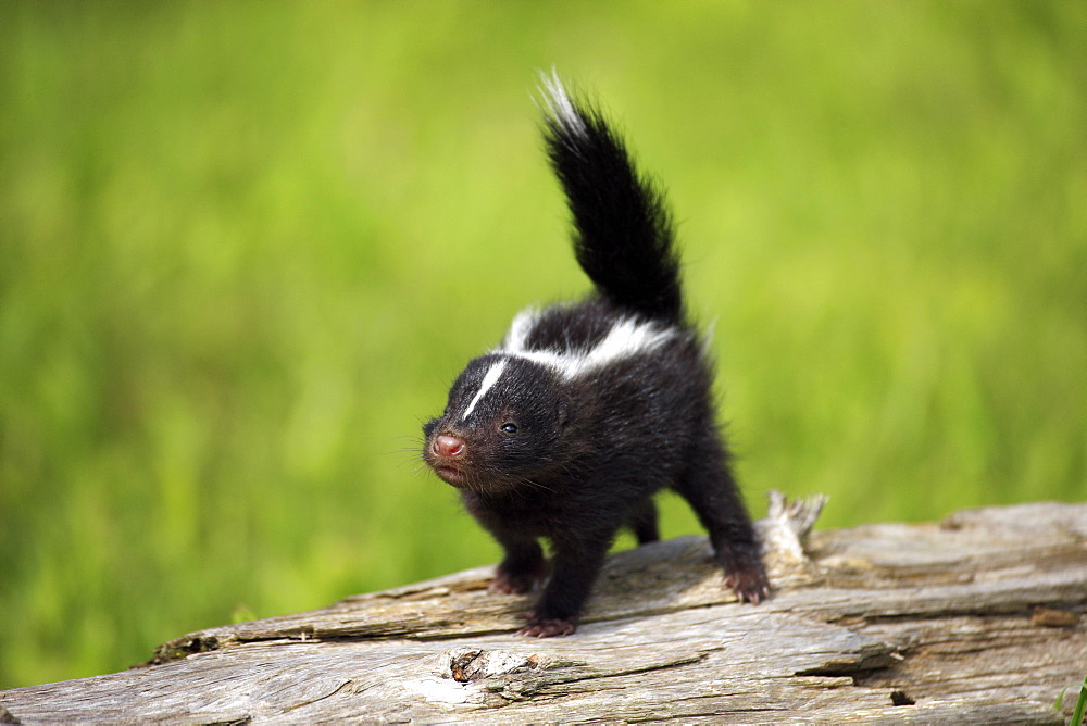 Striped Skunk (Mephitis mephitis), juvenile, one month, on tree trunk, Minnesota, USA