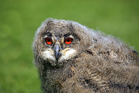 Eagle Owl (Bubo bubo), young bird, portrait, Germany, Europe