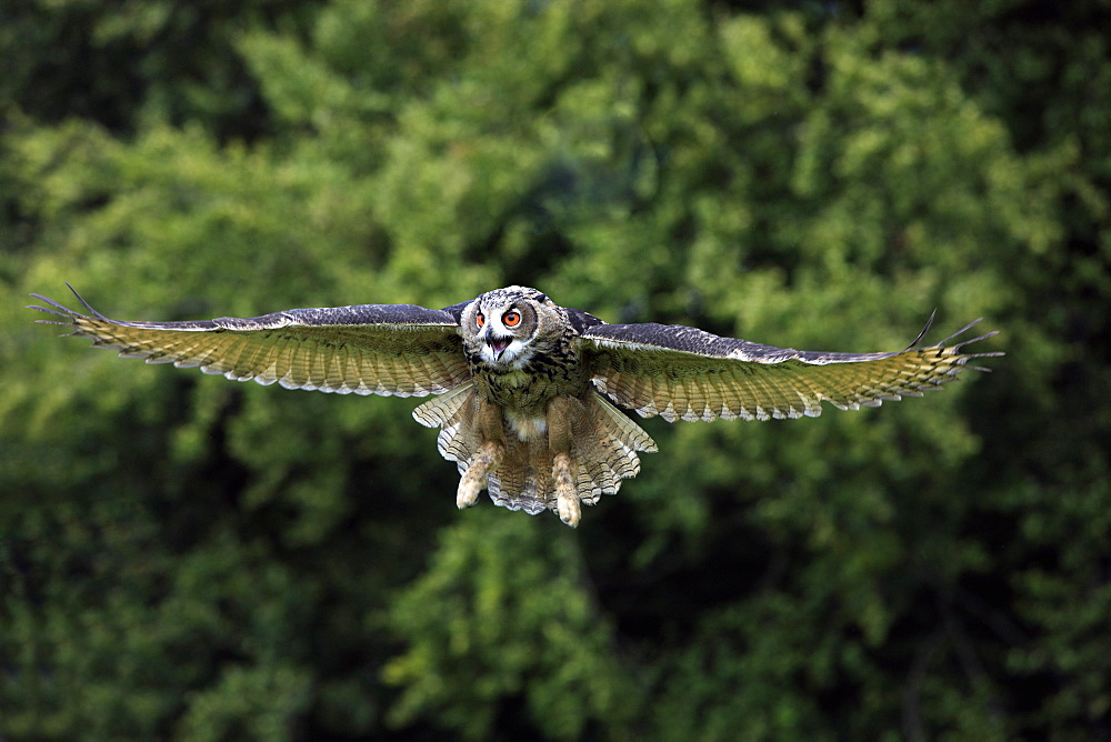 Eagle Owl (Bubo bubo), adult, in flight, calling, Germany, Europe