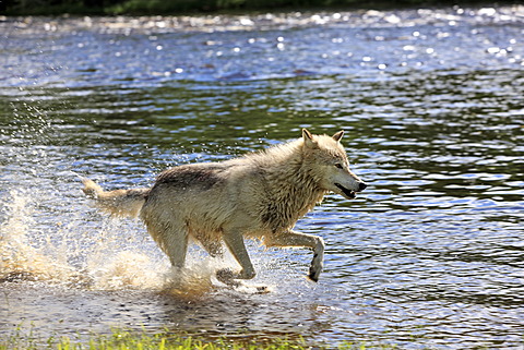 Wolf (Canis lupus), adult, running through water, Minnesota, USA, North America