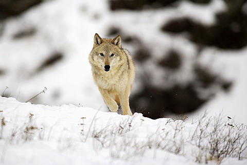 Wolf (Canis lupus), foraging for food, snow, Montana, USA, North America