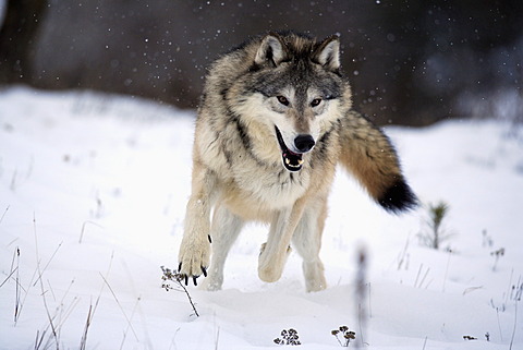 Wolf (Canis lupus), foraging for food, snow, Montana, USA, North America