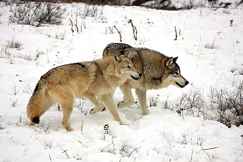 Wolves (Canis lupus), pair, foraging for food, snow, Montana, USA, North America