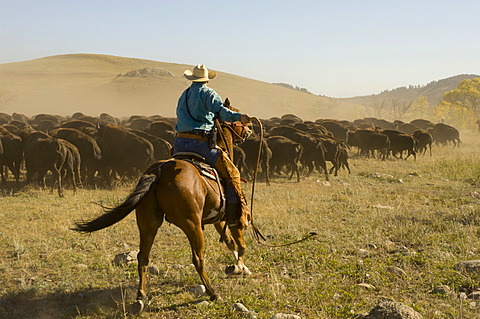 Cowboy pushing herd at Bison Roundup, Custer State Park, Black Hills, South Dakota, USA, America