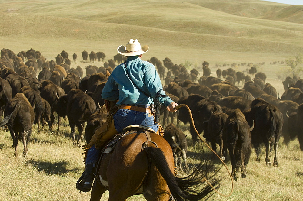 Cowboy at Bison Roundup, Custer State Park, Black Hills, South Dakota, USA, America