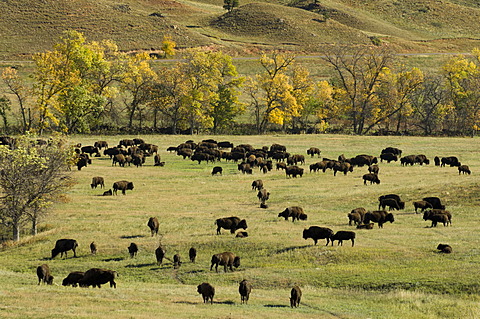 Bison Roundup, Custer State Park, Black Hills, South Dakota, USA, America